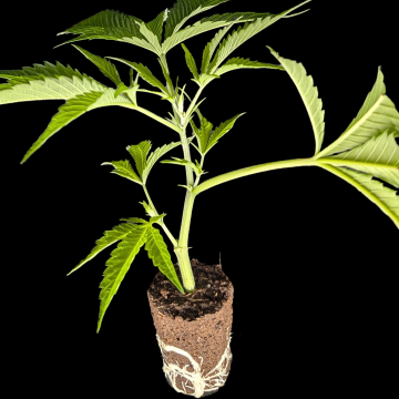 (Bild für) Chocolope – DNA Genetics 