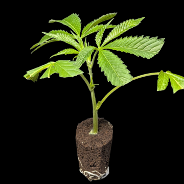 (Bild für) Fryday Boof – Anesia Seeds 