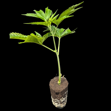 (Bild für) Glowberry Rush - Anesia Seeds 