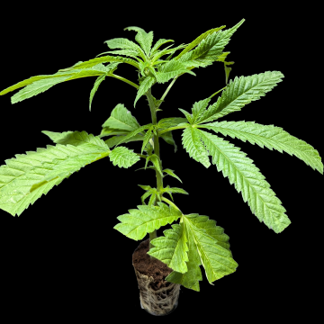 (Bild für) Monster Bruce Banner – Monster Genetics 