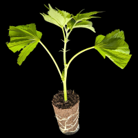 (Bild für)  Anubis – Pyramid Seeds 