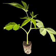 (Bild für) Banana Blaze – Dutch Passion