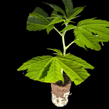 Northern Light Blue – Delicious Seeds (Bild für) Northern Light Blue – Delicious Seeds