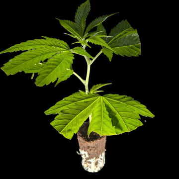 (Bild für) Blueberry – Dutch Passion 