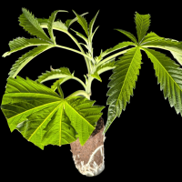 (Bild für)  Green Gelato – Royal Queen Seeds 