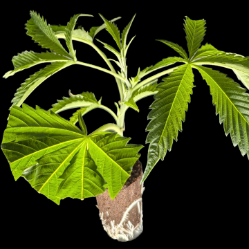 (Bild für) Green Gelato – Royal Queen Seeds 