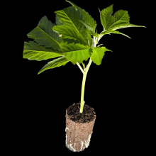 (Bild für) Mental Rainbow F1 Fast Version® – Sweet Seeds