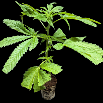 (Bild für) AK-47 – Serious Seeds 