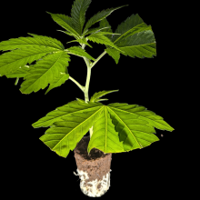 (Bild für) NYC Diesel – Soma Seeds