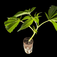 (Bild für) Critical Mass – Mr. Nice Seeds