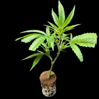 (Bild für)  Pineapple Skunk – Humboldt Seeds 