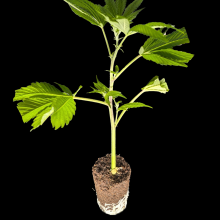 (Bild für) Mendocino Skunk – Paradise Seeds