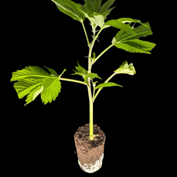 (Bild für) Mendocino Skunk – Paradise Seeds 