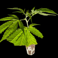 (Bild für)  Cherry Kiss – Anesia Seeds 