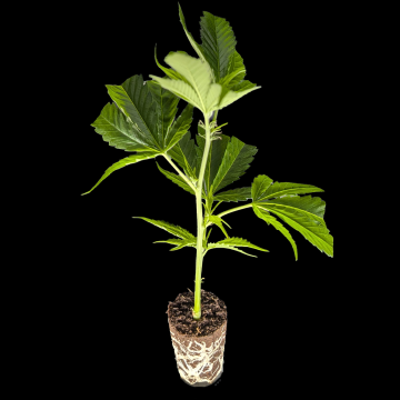 (Bild für) Gorilla Girl F1 Fast Version – Sweet Seeds 