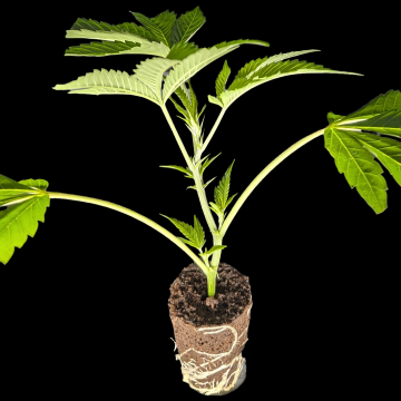 (Bild für) Original Gorilla #4 – Anesia Seeds 