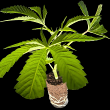 (Bild für) Blueberry Headband – Humboldt Seeds