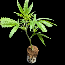 (Bild für) Orange Sherbert - Barney's Farm