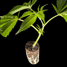 (Bild für) Wifi OG (White Fire OG) - Growers Choice