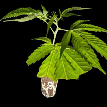 (Bild für) Pink Certz - Compound Genetics 