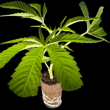 (Bild für) Georgie Pie – Compound Genetics 