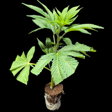 (Bild für) Blackberry Moonrocks - Anesia Seeds