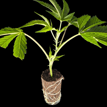 (Bild für) Sweet Amnesia Haze - Sweet Seeds 