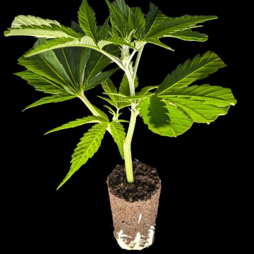 (Bild für) La Perla Negra - Exclusive Seeds 