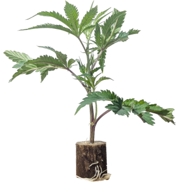 (Bild für) Apple Blossom - Humboldt Seeds 