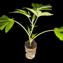 (Bild für) Bling Blaow - Compound Genetics