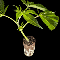 (Bild für)  Blueberry Muffin - Humboldt Seeds 