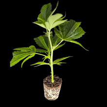 (Bild für) Break Pad Breath - Ripper Seeds