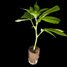 (Bild für) Collie Man Kush - Humboldt Seeds