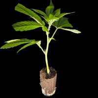 Hella Jelly - Humboldt Seeds (Bild für) Hella Jelly - Humboldt Seeds