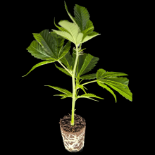 (Bild für) Jokerz Candy - Compound Genetics