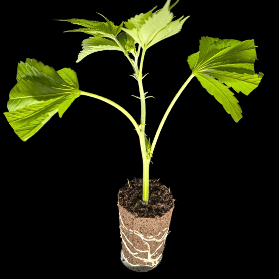 Ein allgemeines Bild