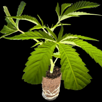 (Bild für)  OG Kush - Royal Queen Seeds 