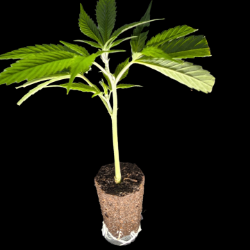 (Bild für) Runtz Layer Cake - Barneys Farm 