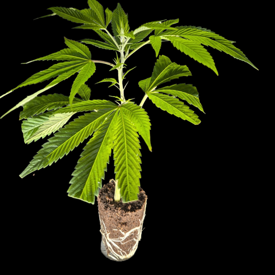 Ein allgemeines Bild