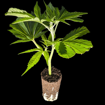 (Bild für) Dante's Inferno - Mile Highdave Cut 