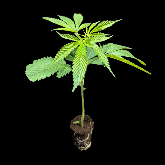 (Bild für)  Triple Chocolate Chip - Exotic Genetix 