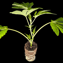 (Bild für) Jealousy – Seed Junky Genetics Cut