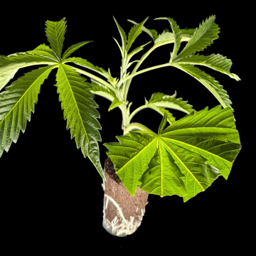 BanOreoz #3 - Honey Sticks Cut (Bild für) BanOreoz #3 - Honey Sticks Cut