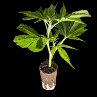 (Bild für)  Apple Fritter - Lumpys Cut 