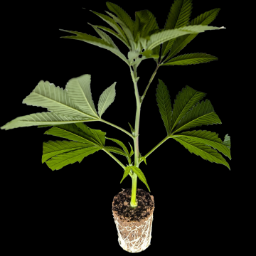 (Bild für) Animal Tsunami - Jungle Boys 