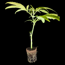 (Bild für) Super Silver Haze – Mr. Nice Seeds