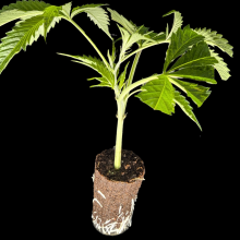 (Bild für) Wappa - Paradise Seeds