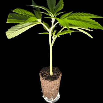 (Bild für) Liberty Haze – Barney’s Farm 