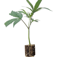 (Bild für)  Bling Blaow - Compound Genetics 