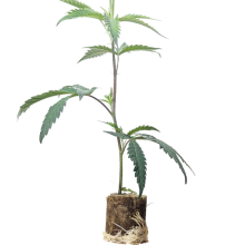 (Bild für) Bubba Kush 2.0 - Humboldt Seeds